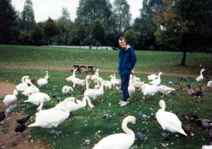Walter Cooke and a flock of swans in England
